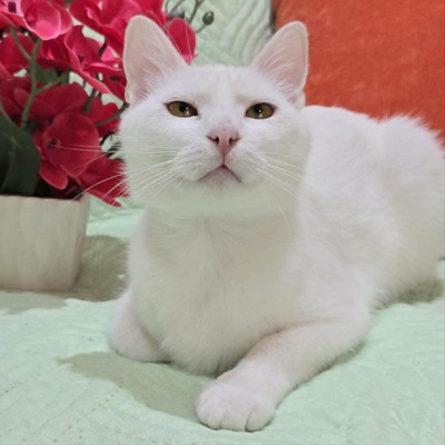 Kätzchen Sianca mag Menschen sehr, EKH Jungtier - Katze
