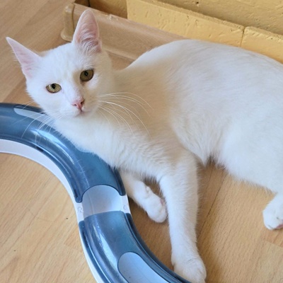 Kätzchen Sianca mag Menschen sehr, EKH Jungtier - Katze
