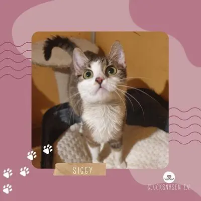 Kätzchen Siggy wartet auf Dich, EKH Jungtier - Katze