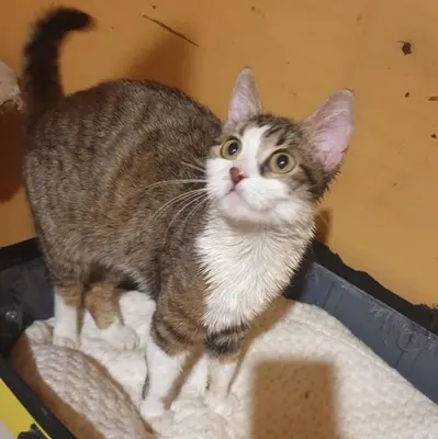 Kätzchen Siggy wartet auf Dich, EKH Jungtier - Katze