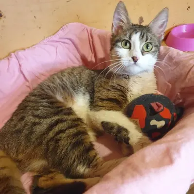 Kätzchen Siggy wartet auf Dich, EKH Jungtier - Katze