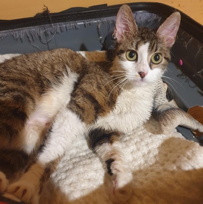 Kätzchen Siggy wartet auf Dich, EKH Jungtier - Katze