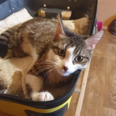Kätzchen Siggy wartet auf Dich, EKH Jungtier - Katze