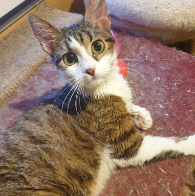 Kätzchen Siggy wartet auf Dich, EKH Jungtier - Katze