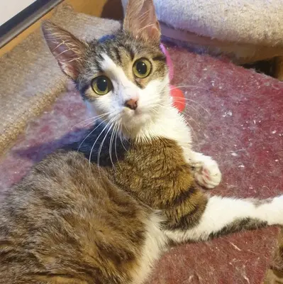 Kätzchen Siggy wartet auf Dich, EKH Jungtier - Katze
