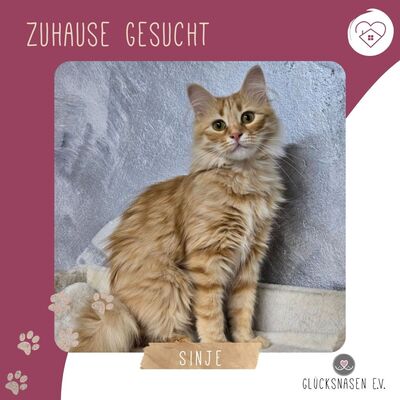 Kätzchen Sinje möchte Dein Herz erobern, EKH Jungtier - Katze