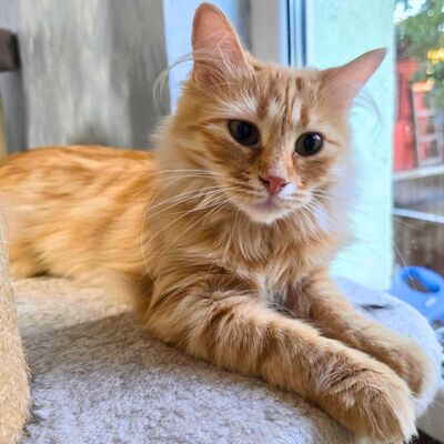 Kätzchen Sinje möchte Dein Herz erobern, EKH Jungtier - Katze