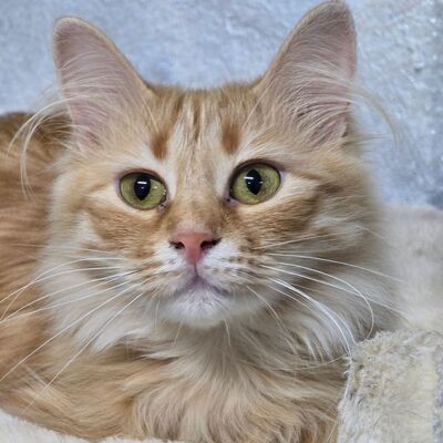 Kätzchen Sinje möchte Dein Herz erobern, EKH Jungtier - Katze