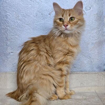 Kätzchen Sinje möchte Dein Herz erobern, EKH Jungtier - Katze