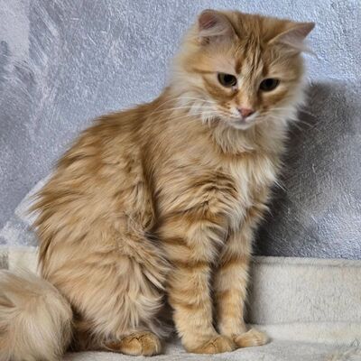 Kätzchen Sinje möchte Dein Herz erobern, EKH Jungtier - Katze