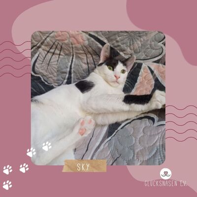 Kätzchen Sky sucht Dich zum kuscheln, EKH Jungtier - Katze
