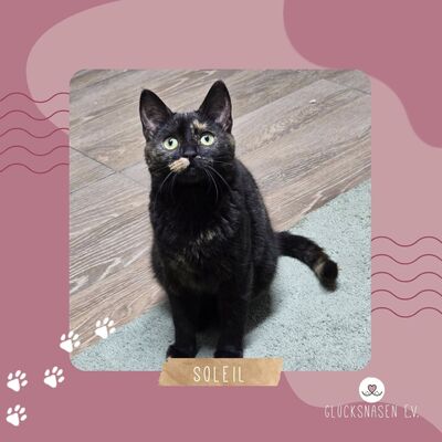 Kätzchen Soleil schmust gern