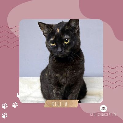 Kätzchen Stella möchte Dir ihre Liebe schenken, EKH Jungtier - Katze