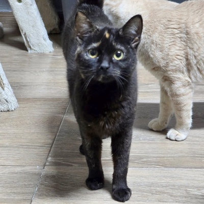 Kätzchen Stella möchte Dir ihre Liebe schenken, EKH Jungtier - Katze