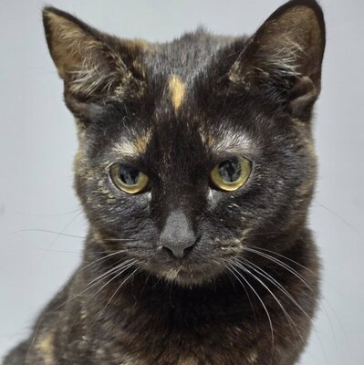 Kätzchen Stella möchte Dir ihre Liebe schenken, EKH Jungtier - Katze