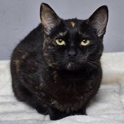 Kätzchen Stella möchte Dir ihre Liebe schenken, EKH Jungtier - Katze