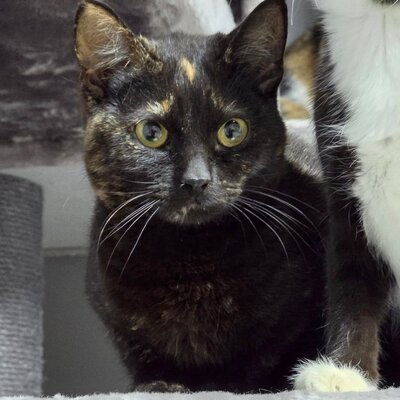 Kätzchen Stella möchte Dir ihre Liebe schenken, EKH Jungtier - Katze