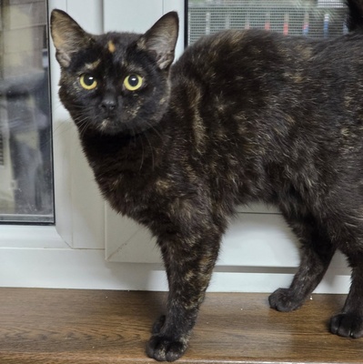 Kätzchen Stella möchte Dir ihre Liebe schenken, EKH Jungtier - Katze