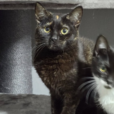 Kätzchen Stella möchte Dir ihre Liebe schenken, EKH Jungtier - Katze
