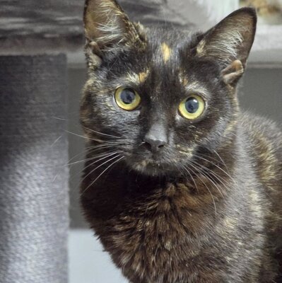 Kätzchen Stella möchte Dir ihre Liebe schenken, EKH Jungtier - Katze