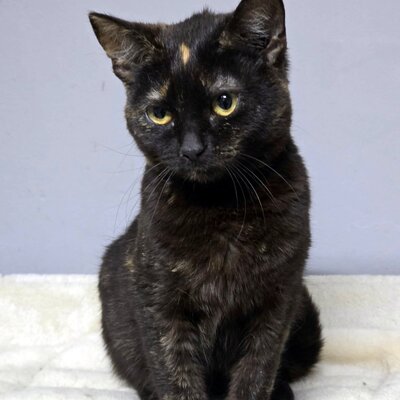 Kätzchen Stella möchte Dir ihre Liebe schenken, EKH Jungtier - Katze