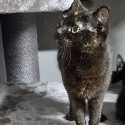 Kätzchen Stella möchte Dir ihre Liebe schenken, EKH Jungtier - Katze