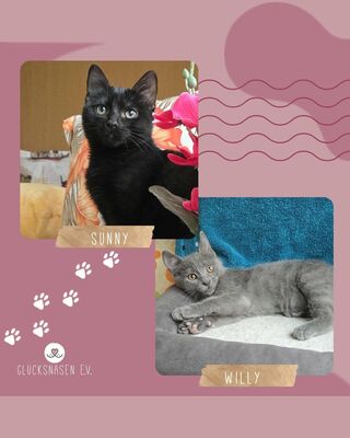 Kätzchen Sunny und Willy warten auf Ihre Dosis, EKH Jungtier - Katze