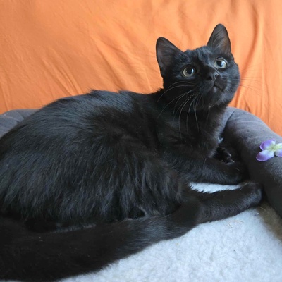 Kätzchen Sunny und Willy warten auf Ihre Dosis, EKH Jungtier - Katze