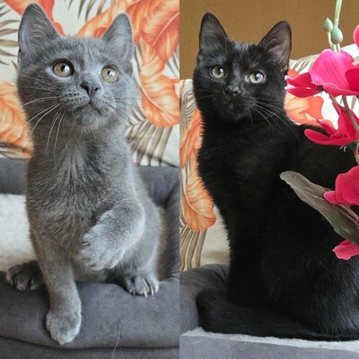 Kätzchen Sunny und Willy warten auf Ihre Dosis, EKH Jungtier - Katze