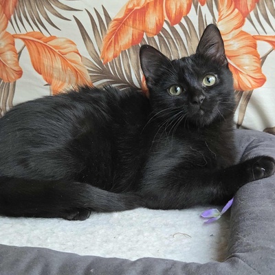 Kätzchen Sunny und Willy warten auf Ihre Dosis, EKH Jungtier - Katze