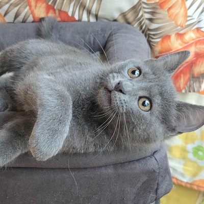 Kätzchen Sunny und Willy warten auf Ihre Dosis, EKH Jungtier - Katze