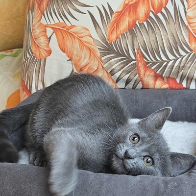 Kätzchen Sunny und Willy warten auf Ihre Dosis, EKH Jungtier - Katze