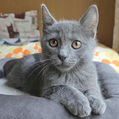 Kätzchen Sunny und Willy warten auf Ihre Dosis, EKH Jungtier - Katze