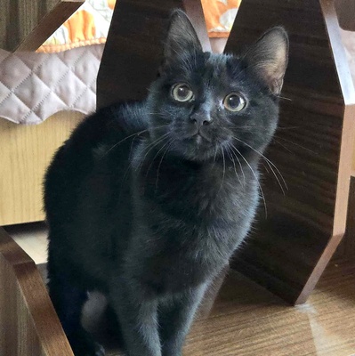 Kätzchen Sunny und Willy warten auf Ihre Dosis, EKH Jungtier - Katze