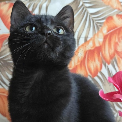 Kätzchen Sunny und Willy warten auf Ihre Dosis, EKH Jungtier - Katze