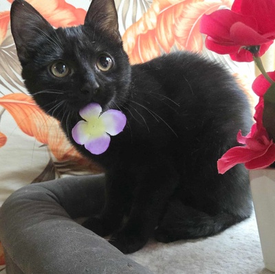 Kätzchen Sunny und Willy warten auf Ihre Dosis, EKH Jungtier - Katze