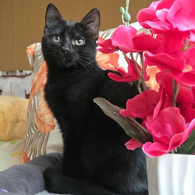 Kätzchen Sunny und Willy warten auf Ihre Dosis, EKH Jungtier - Katze