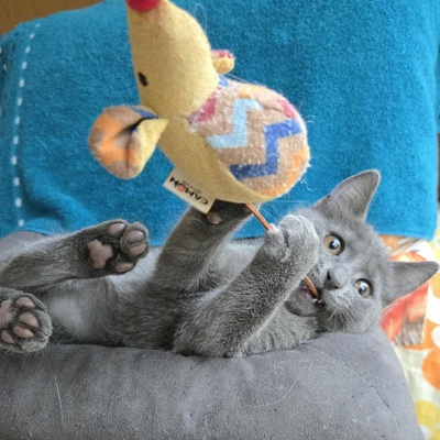 Kätzchen Sunny und Willy warten auf Ihre Dosis, EKH Jungtier - Katze