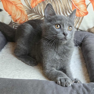 Kätzchen Sunny und Willy warten auf Ihre Dosis, EKH Jungtier - Katze