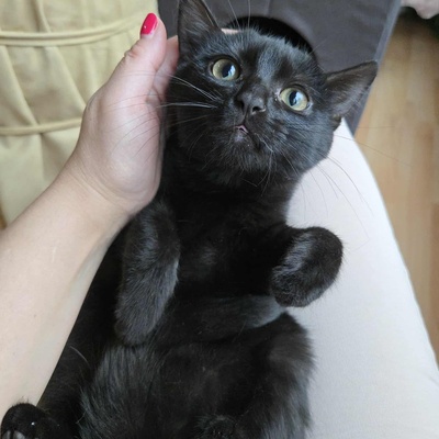 Kätzchen Sunny und Willy warten auf Ihre Dosis, EKH Jungtier - Katze