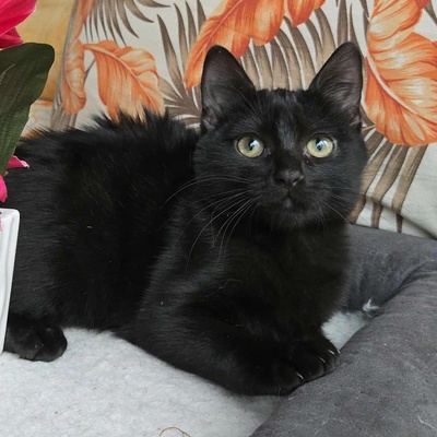 Kätzchen Sunny und Willy warten auf Ihre Dosis, EKH Jungtier - Katze