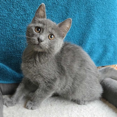 Kätzchen Sunny und Willy warten auf Ihre Dosis, EKH Jungtier - Katze