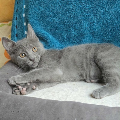 Kätzchen Sunny und Willy warten auf Ihre Dosis, EKH Jungtier - Katze