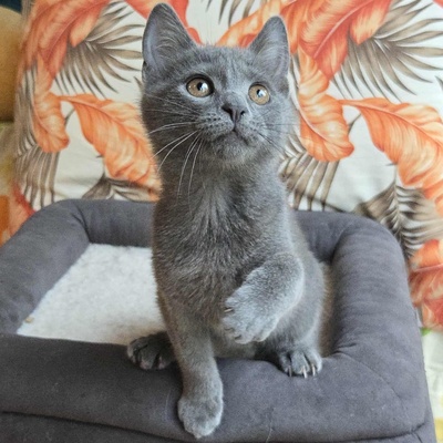 Kätzchen Sunny und Willy warten auf Ihre Dosis, EKH Jungtier - Katze