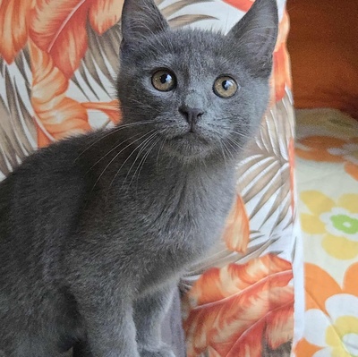 Kätzchen Sunny und Willy warten auf Ihre Dosis, EKH Jungtier - Katze