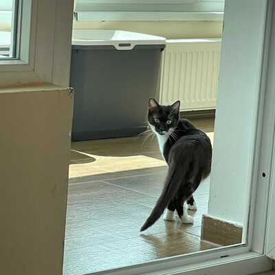 Kätzchen Sunny wartet auf Post von Dir, EKH - Katze