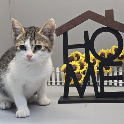 Kätzchen Swea sucht Dich zum kuscheln, EKH Jungtier - Katze