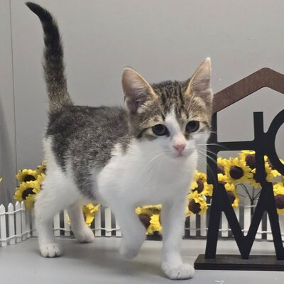 Kätzchen Swea sucht Dich zum kuscheln, EKH Jungtier - Katze