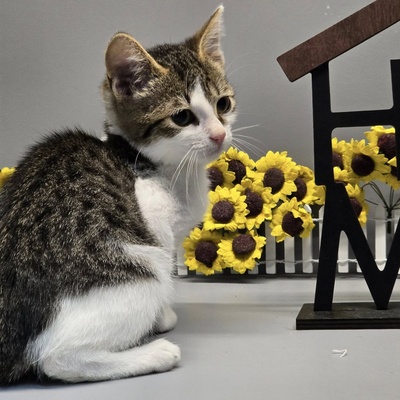 Kätzchen Swea sucht Dich zum kuscheln, EKH Jungtier - Katze