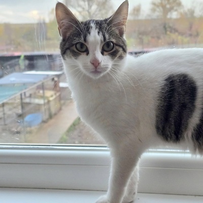 Kätzchen Tamy möchte gern ihren Koffer packen, EKH Jungtier - Katze